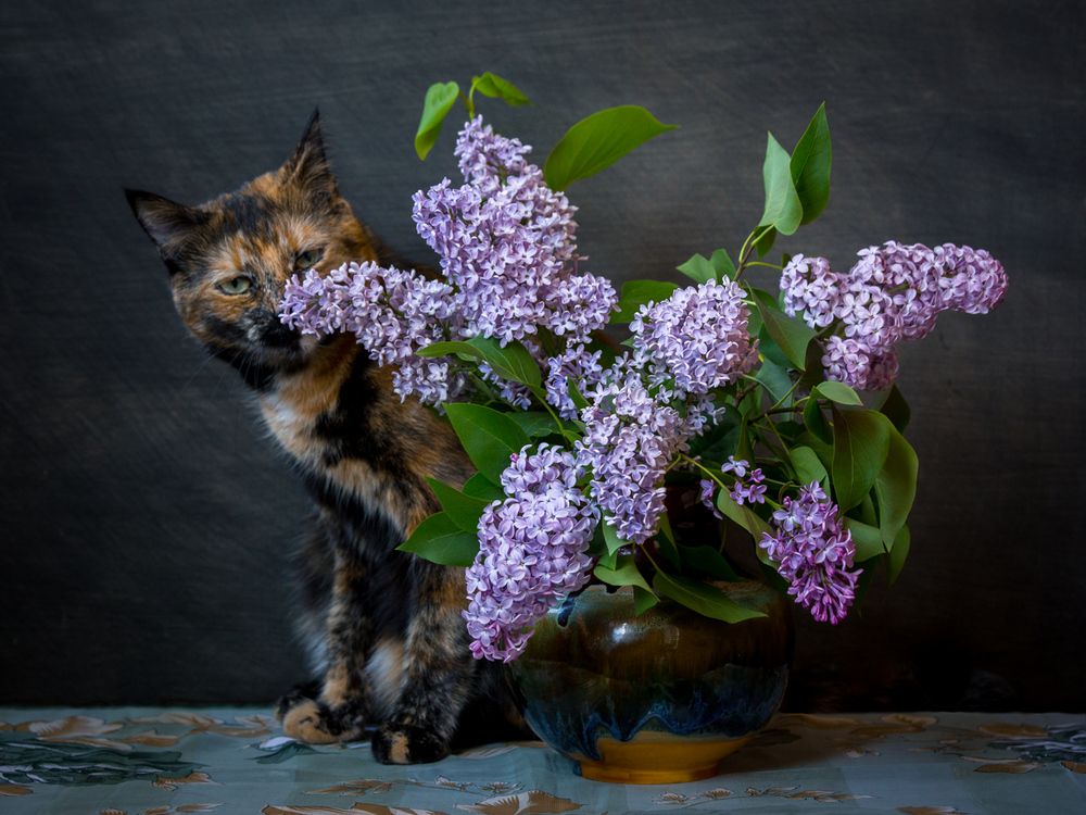 Photograph by Алексеев Сергей