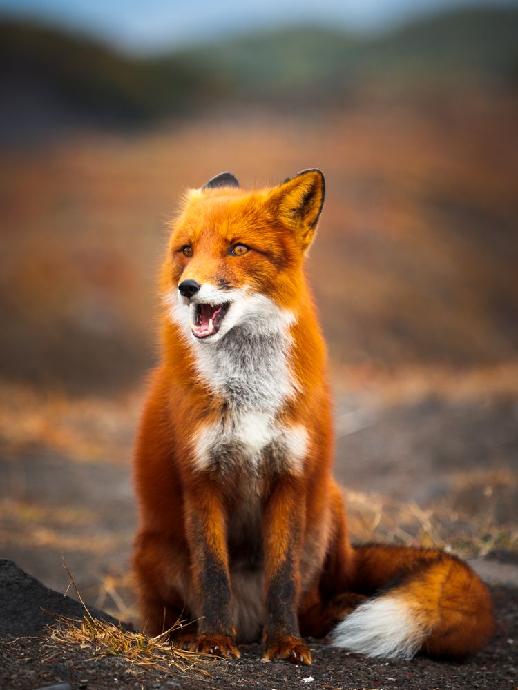 Photograph by Дмитрий Редковский