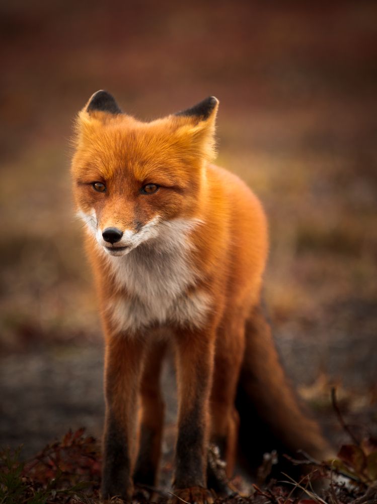 Photograph by Дмитрий Редковский