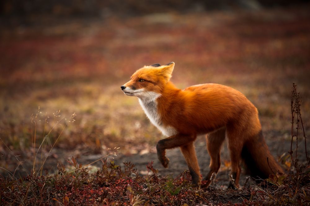 Photograph by Дмитрий Редковский
