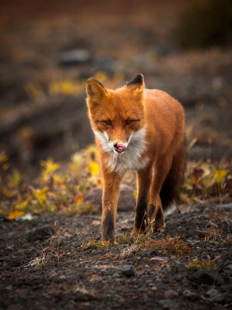 Photograph by Дмитрий Редковский