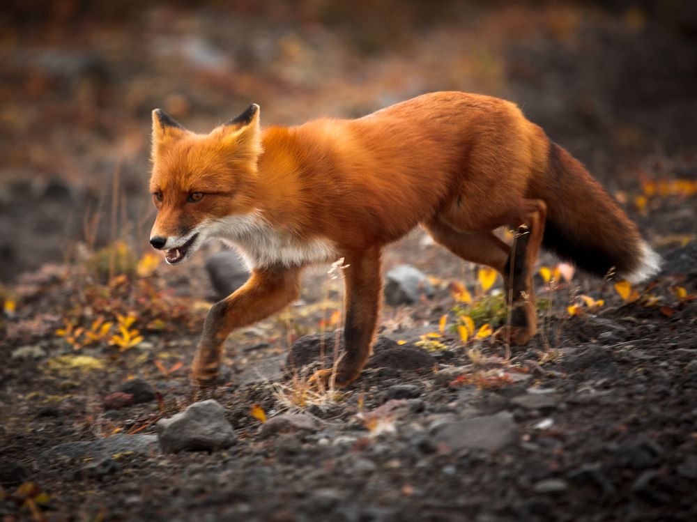 Photograph by Дмитрий Редковский