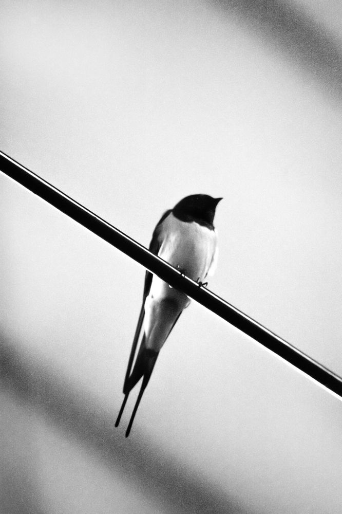 The sleeping bird