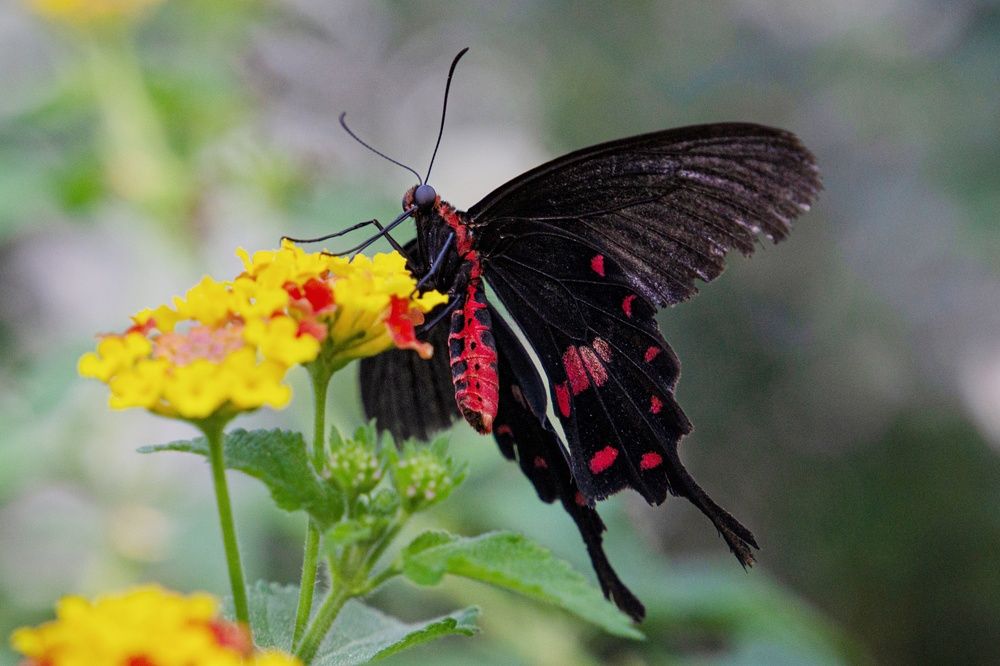 Фотография автора Екатерина Першина
