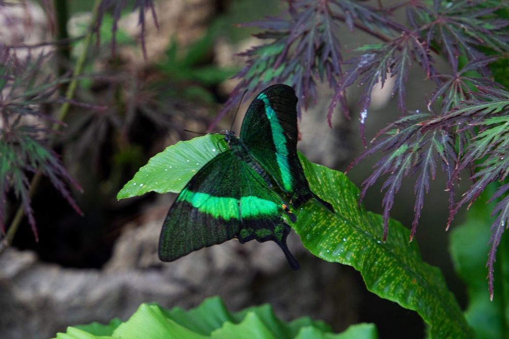 Фотография автора Екатерина Першина