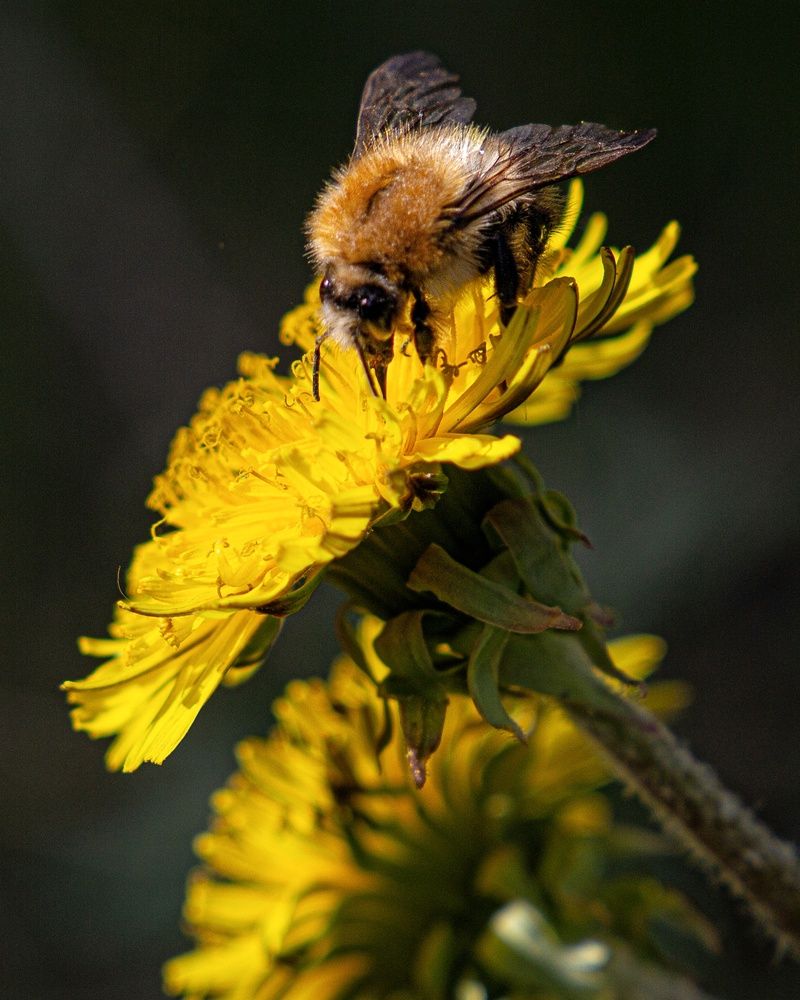 Фотография автора Екатерина Першина