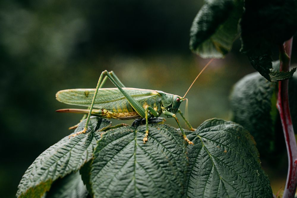 Фотография автора Анна Хабарова