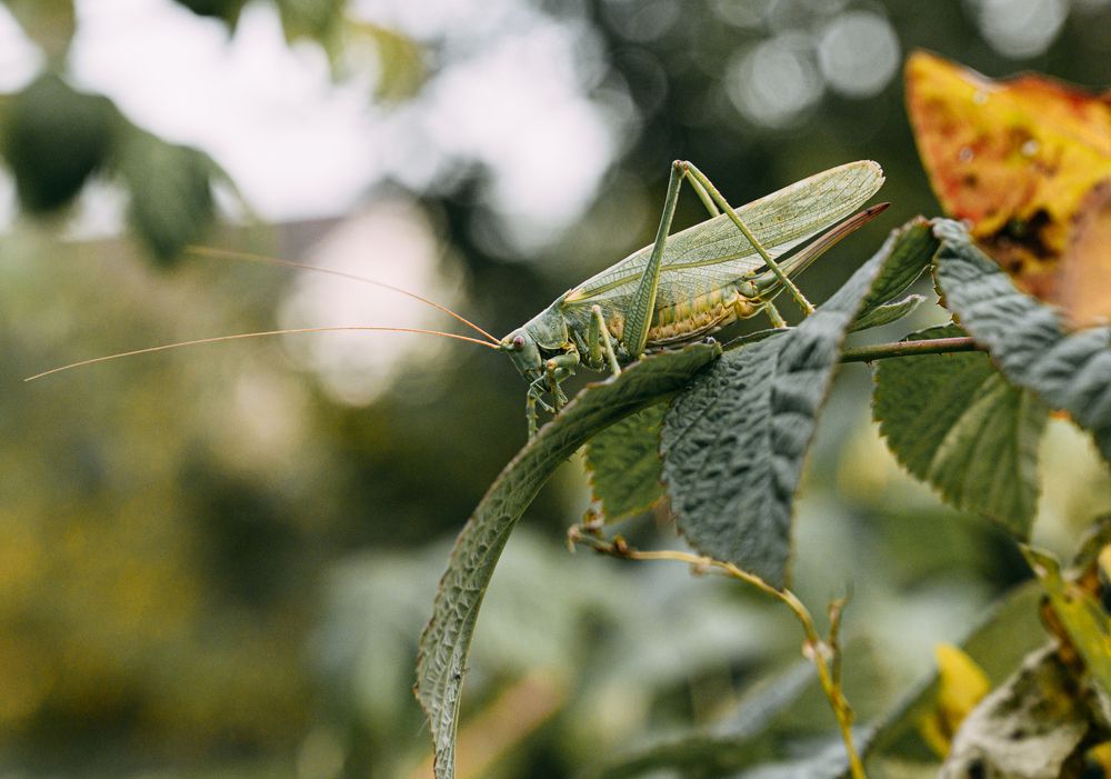 Фотография автора Анна Хабарова