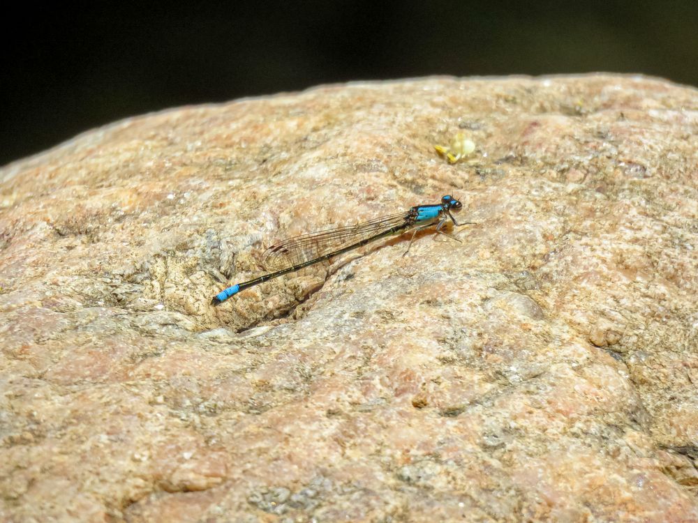 La libélula de la discordia