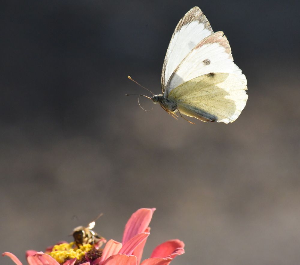 Photograph by Наталья Маслова