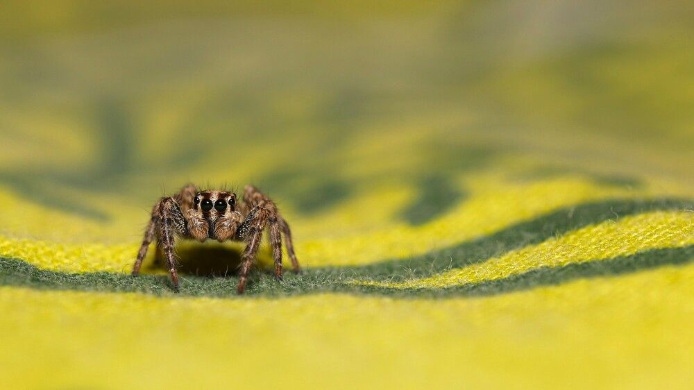 SPIDER IN THE BED