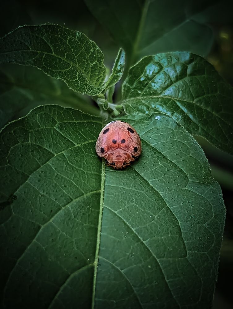 Bug