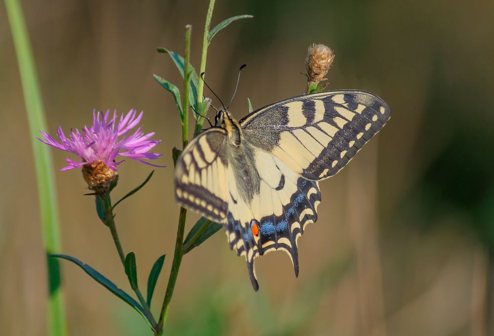 Махаон  (лат. Papilio machaon)