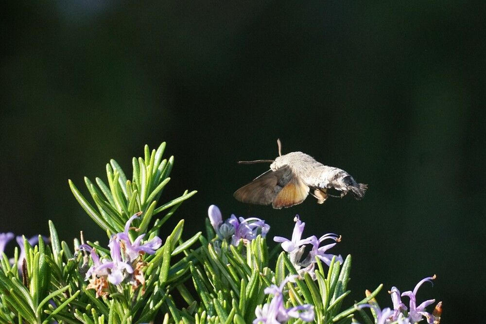 Photograph by Алфия Бугакова