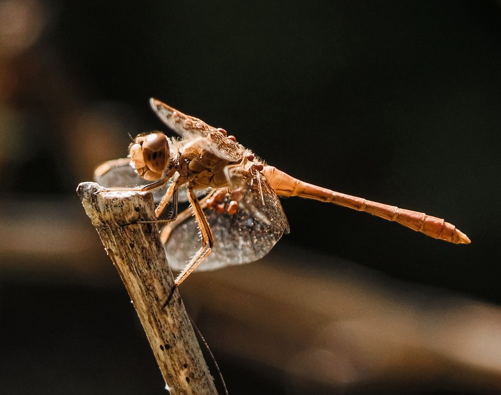 Photograph by Виталий Шмачко