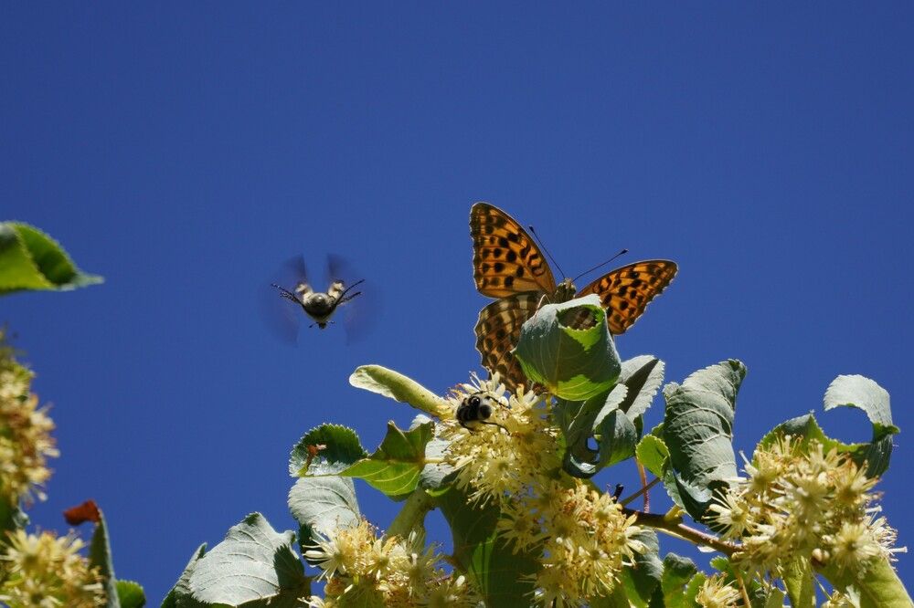 Photograph by Алфия Бугакова