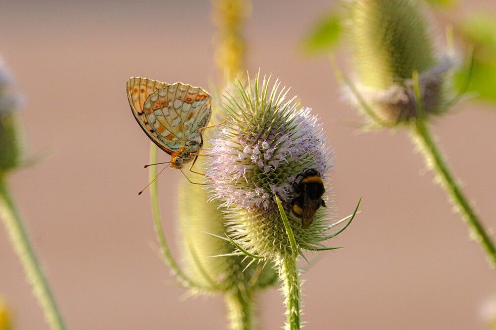 Photograph by Алфия Бугакова
