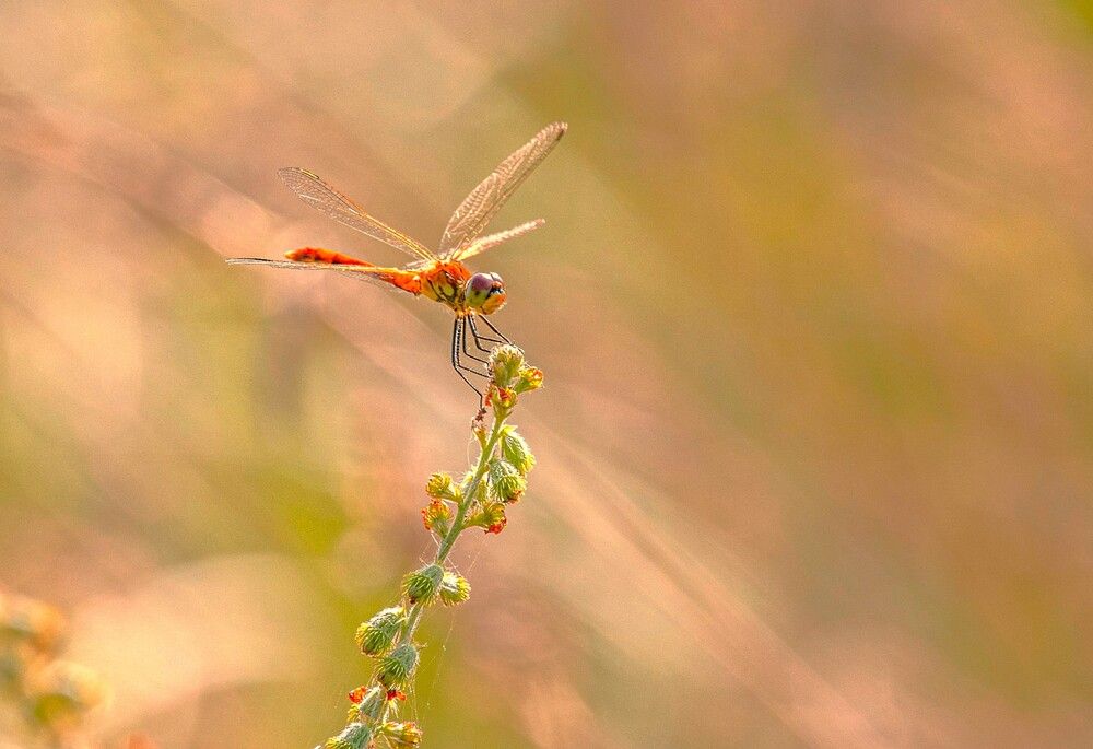Photograph by Сиваков Алексей