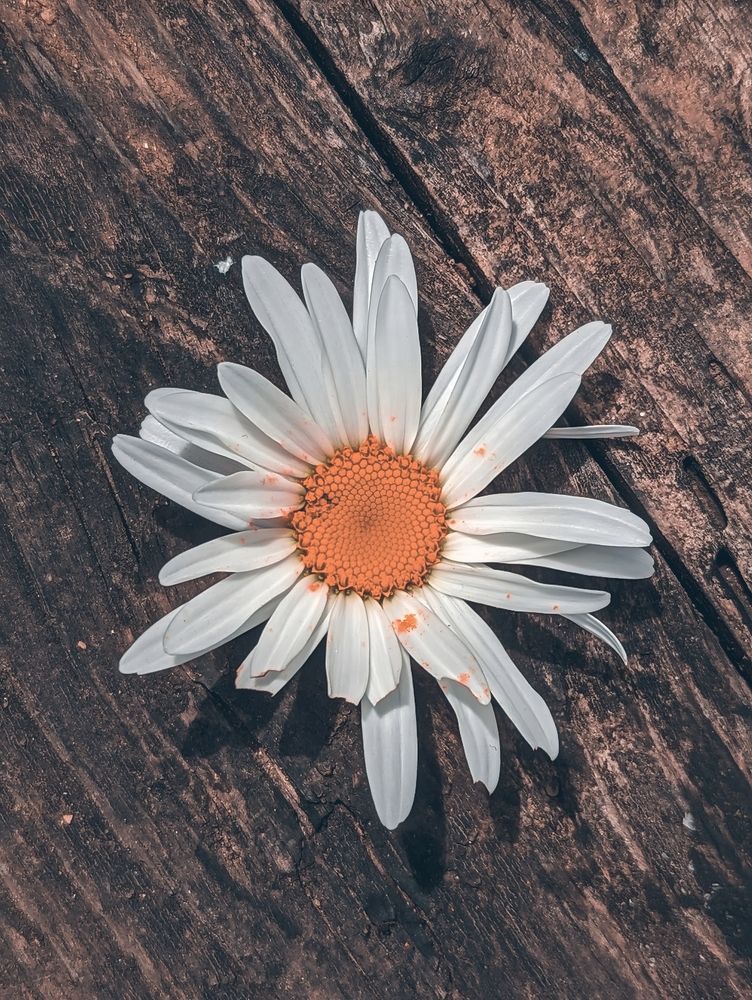 Photograph by Mansib K