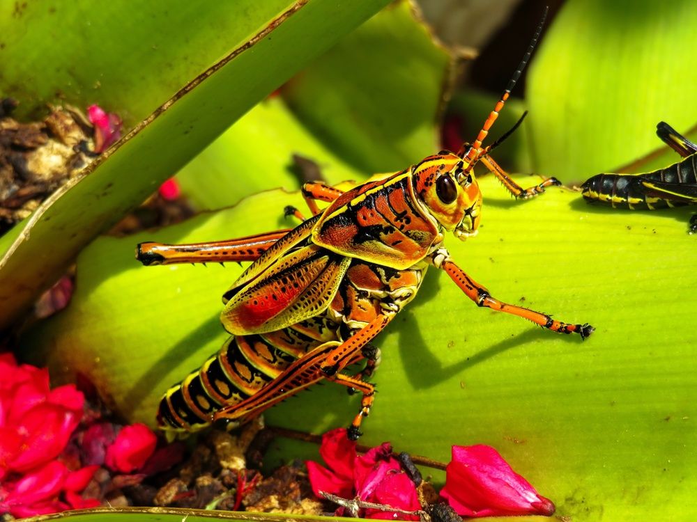Florida's Giant Orange Grasshopper