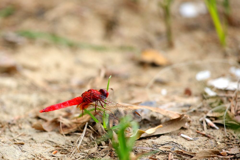 Photograph by Александр Глебов