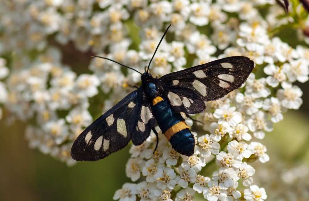 Лжепестрянка обыкновенная