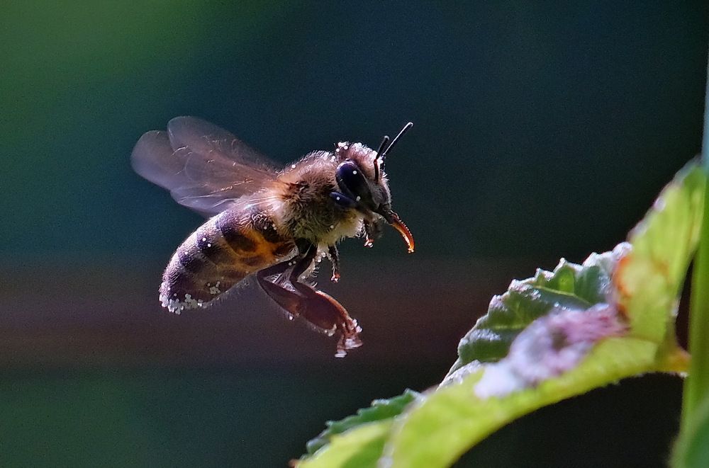 пчела в полёте