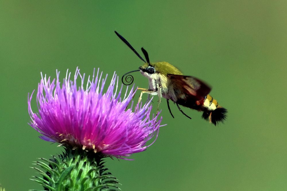 шмелевидка в полёте
