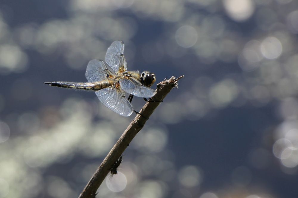 Фотография автора Анатолий Борисов