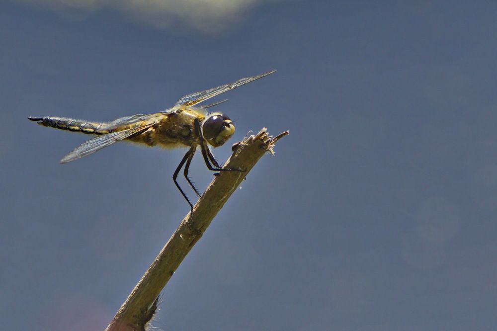 Фотография автора Анатолий Борисов