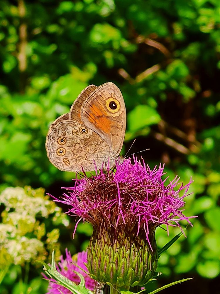 Photograph by Инна Мухина