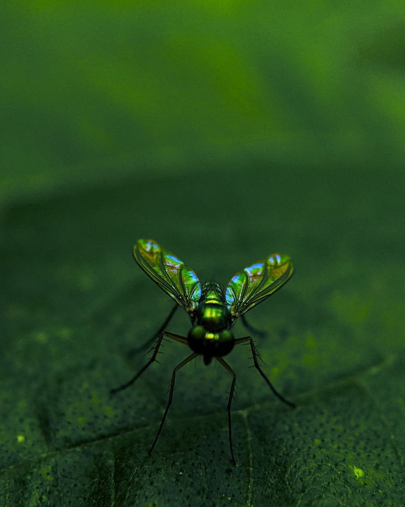 The beauty of insects