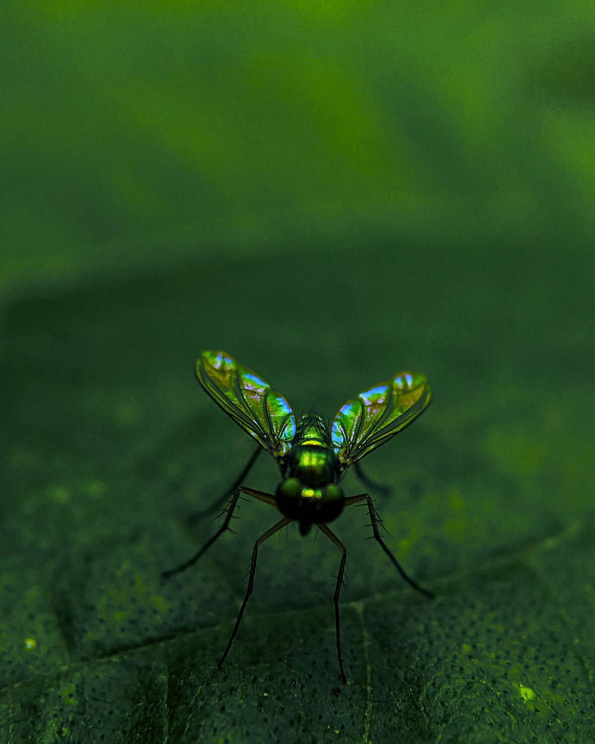 The beauty of insects