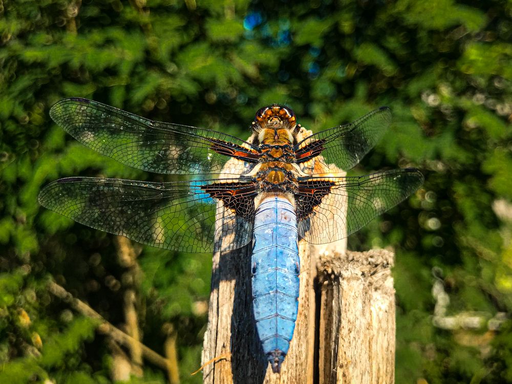 Photograph by Димитрий Осинцев
