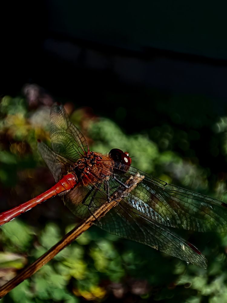 Фотография автора Ирина Романовская