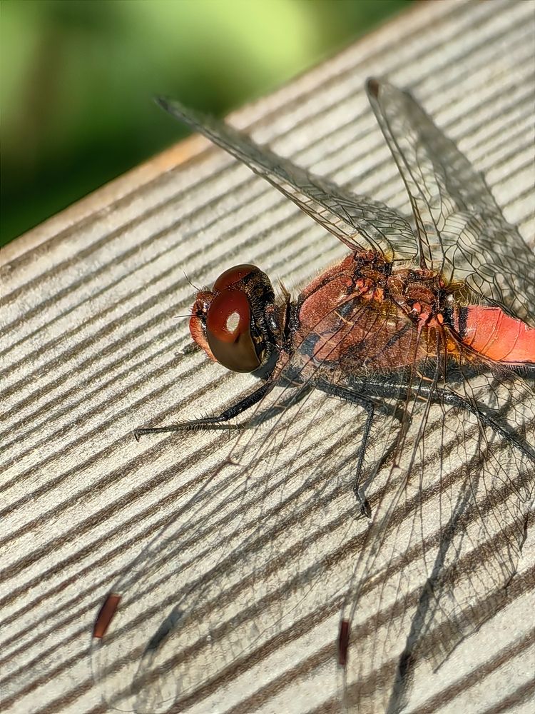 Photograph by Наталия Березина