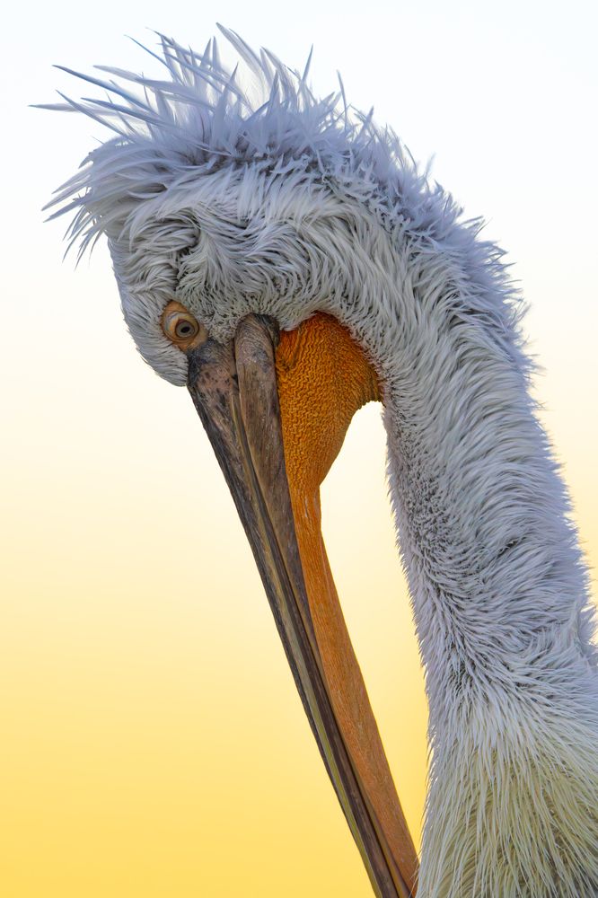 Photograph by Bella Sándor