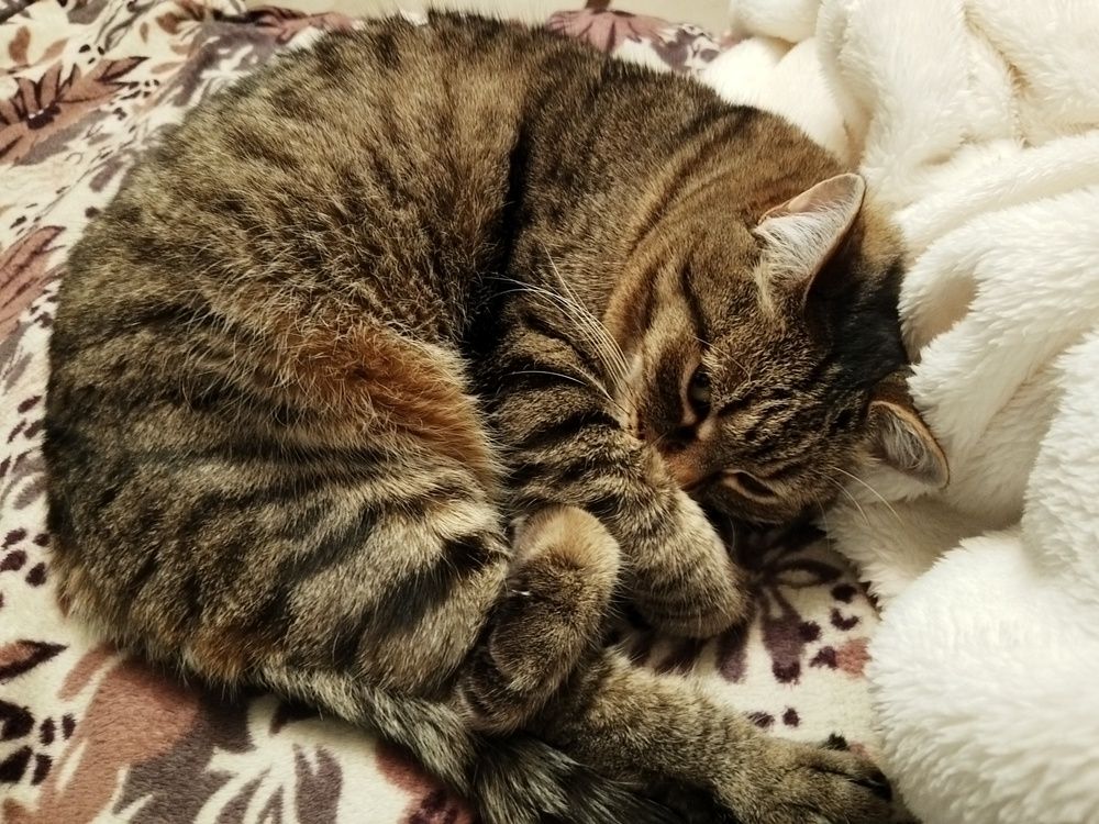 Photo #12054665