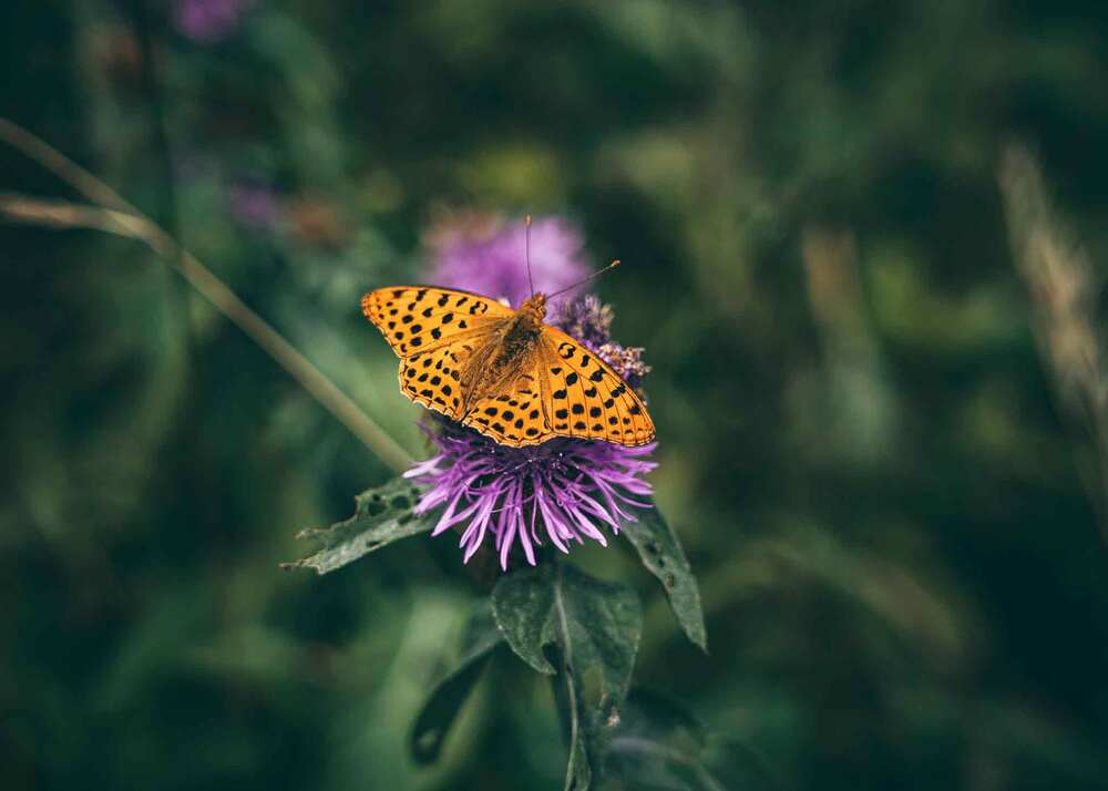 Photograph by Александр Дмитриев