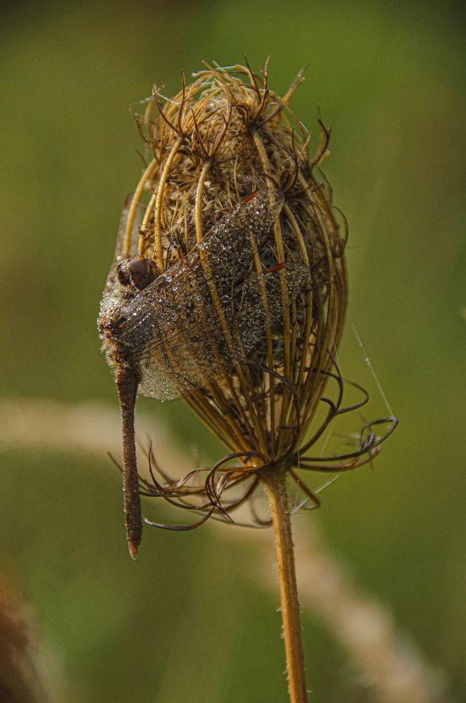 Photograph by Надежда Михайлина