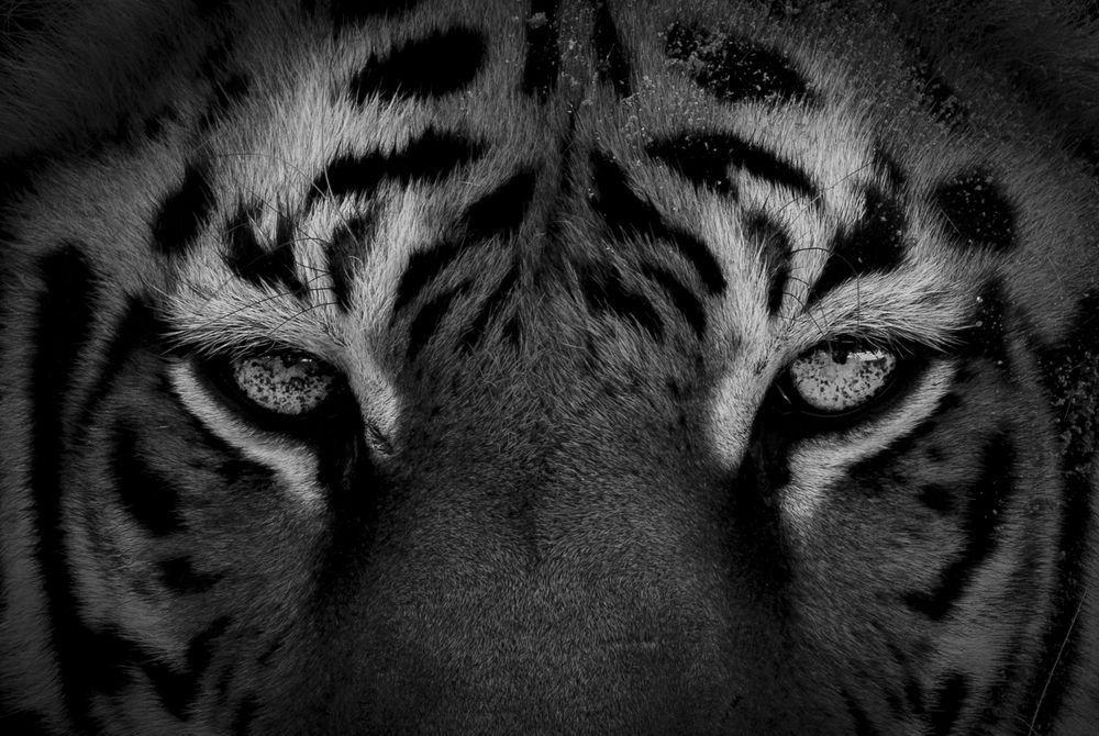 Photograph by Aqeel Al Jamal