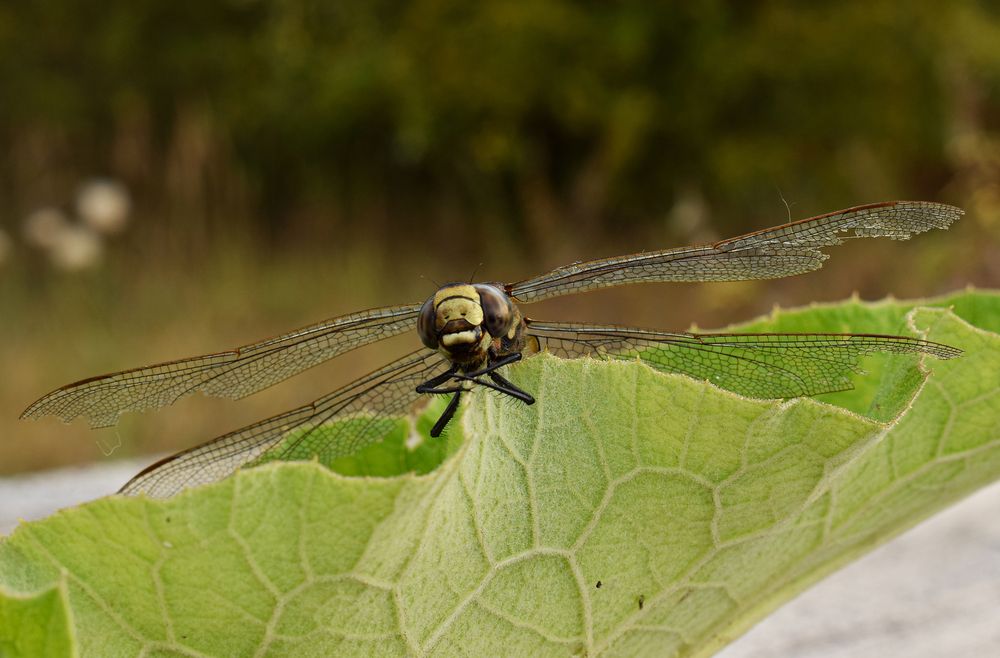 Фотография автора Оксана Льдинина
