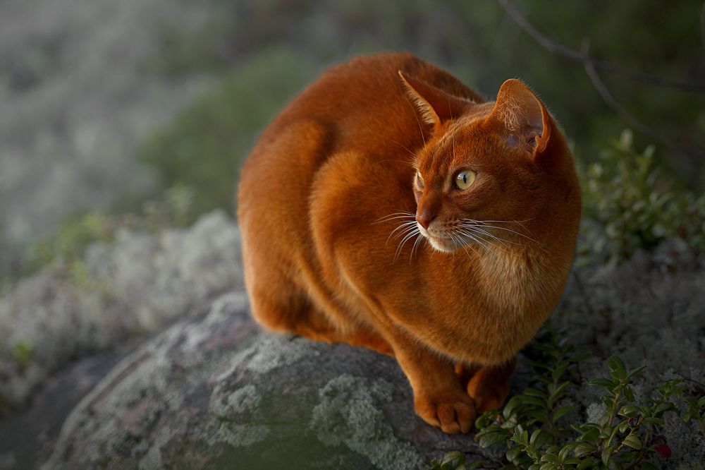 Photograph by Михайлова Елена