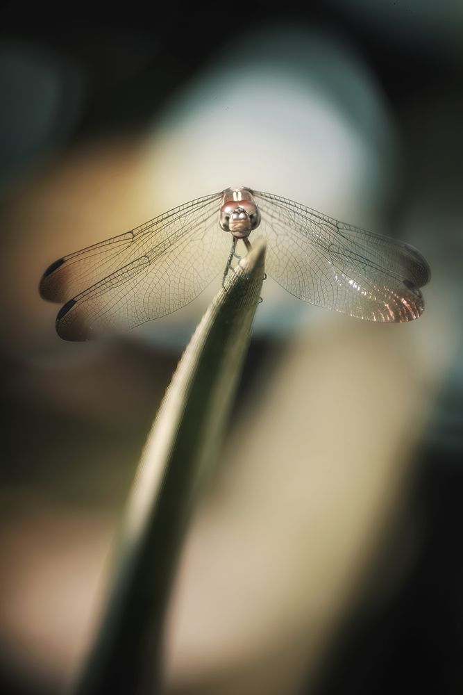 Photograph by Niranjan Baishya