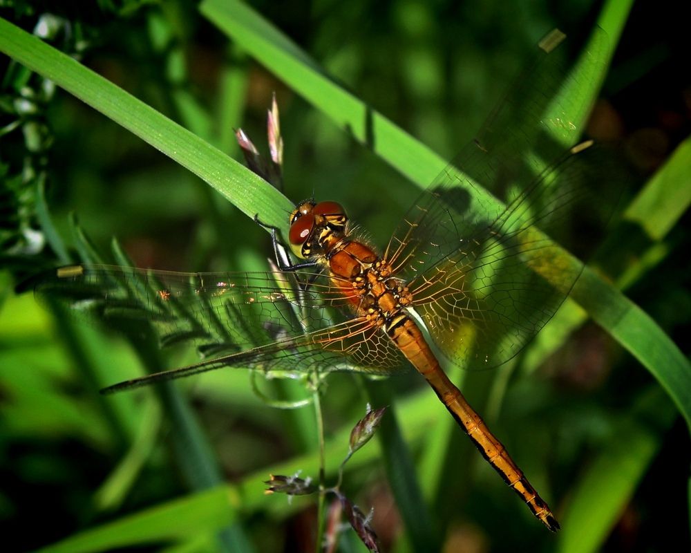 Photograph by Юлия Иванова