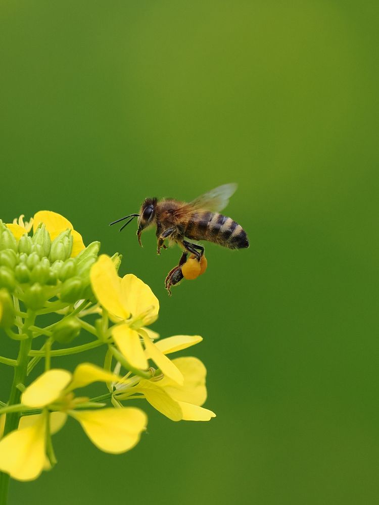 Photograph by Георгий Акопджанов