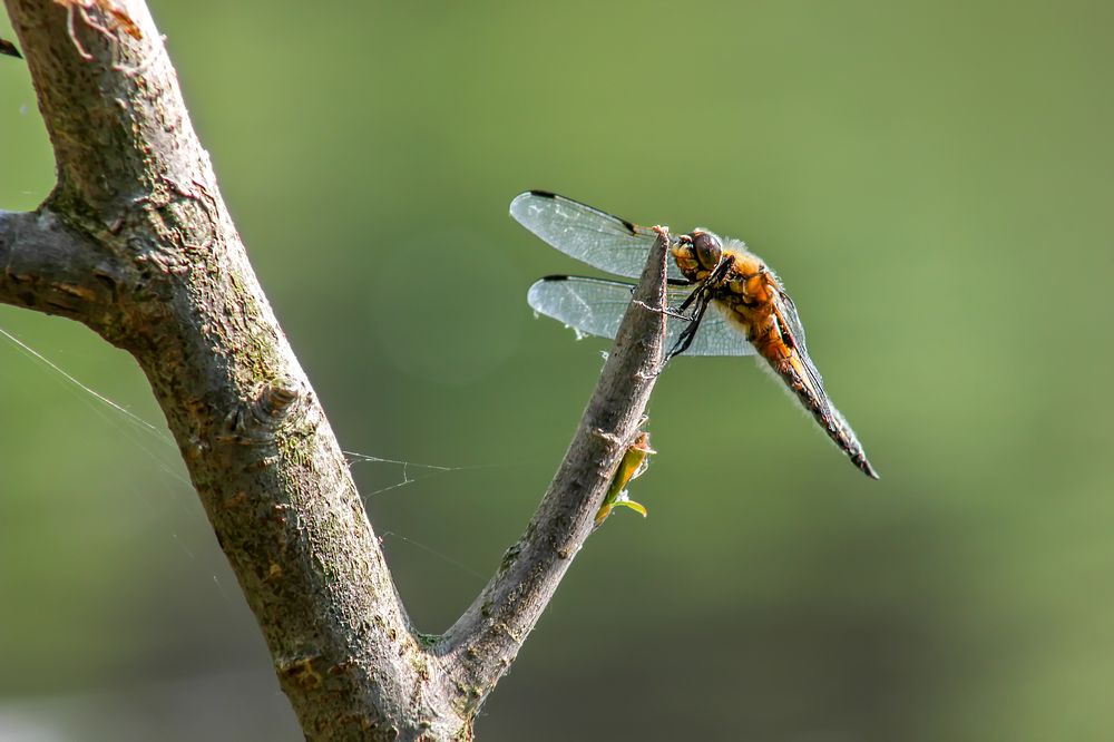 Photograph by Вячеслав Рудинский