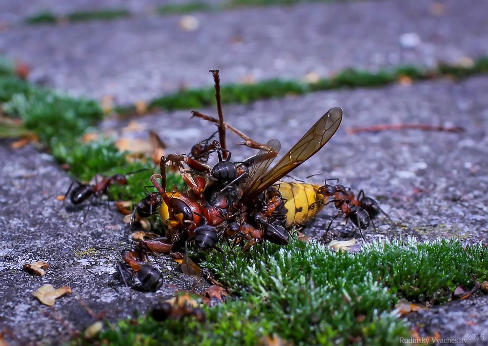 Photograph by Вячеслав Рудинский