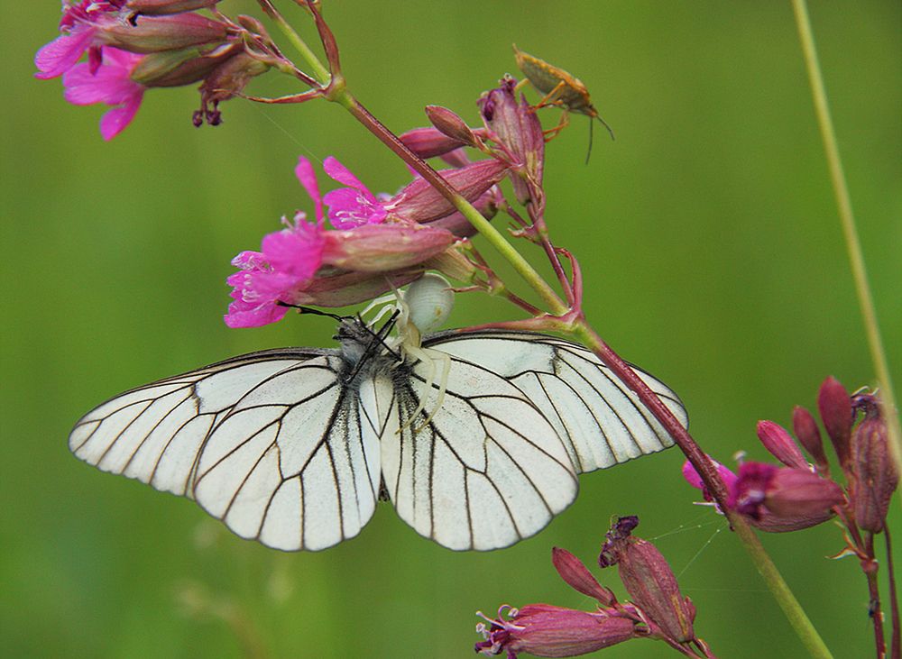 Photograph by Николай Кузьмин