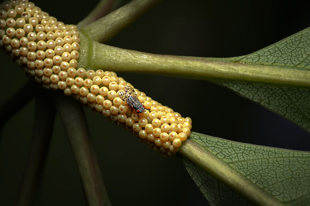 mother is the great Warrior